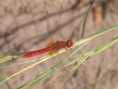 /album/photogallery/scarlet-dragonfly-gambia-nov-jpg/